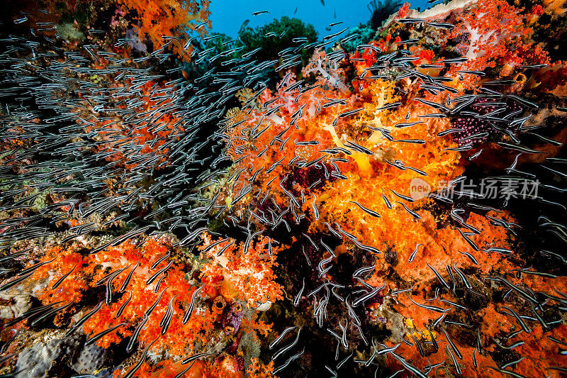 印度尼西亚邦加岛丰富的珊瑚礁里的大型少年罪犯Blennies Pholidichthys leucotaenia学校